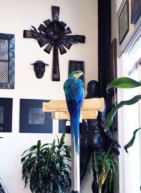 artist studio, parrot, blue and gold macaw, flamingsteel.com