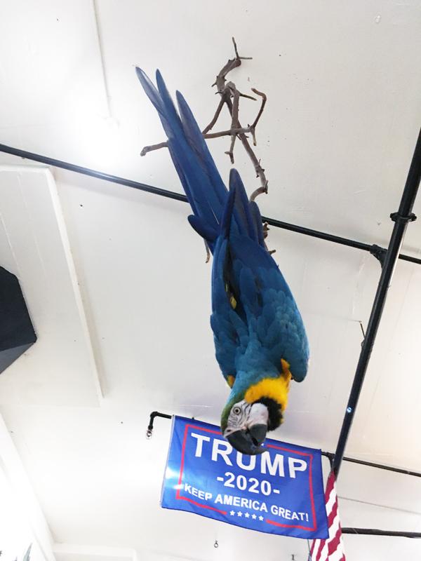 parrot, trump 2020, flamingsteel.com, steel sculpture, live work studios, roy mackey