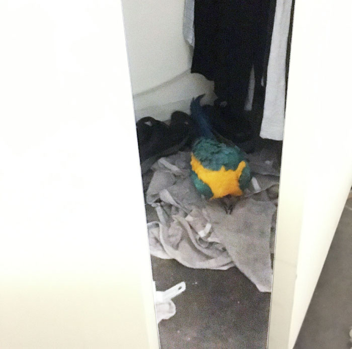 sleeping parrot, parrot hiding in closet