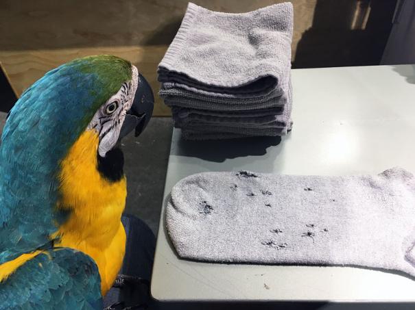 macaw chews socks, blue and gold macaw, artist studio