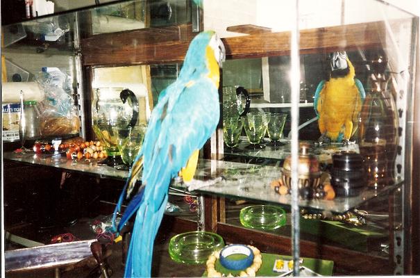 blue and gold macaw, flamingsteel.com, steel sculpture, roy mackey